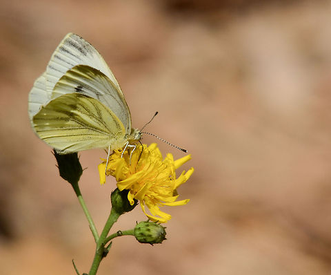 Butterfly closeup White and yellow butterfly feeding on a yellow flower in Maashorst, the Netherlands. Butterfly,Green-veined White,Insects,Maashorst,Pieris napi,Rhopalocera,The Netherlands