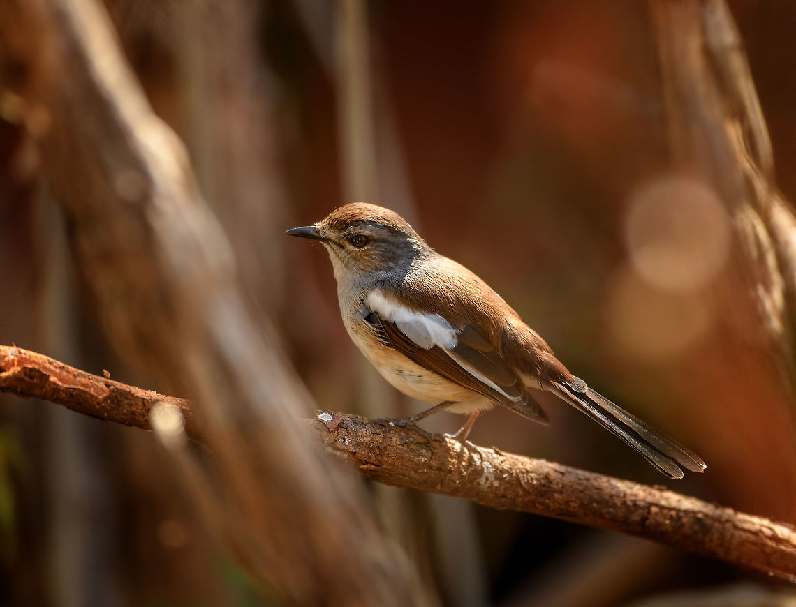 Madagascar Magpie Robin - female, Kirindy Reserve, Madagascar The beautiful earth tones on the female of this species, whereas the male is black and white:<br />
<figure class="photo"><a href="https://www.jungledragon.com/image/83242/madagascar_magpie_robin_-_male_perched_kirindy_reserve_madagascar.html" title="Madagascar Magpie Robin - male perched, Kirindy Reserve, Madagascar"><img src="https://s3.amazonaws.com/media.jungledragon.com/images/2/83242_thumb.jpg?AWSAccessKeyId=05GMT0V3GWVNE7GGM1R2&Expires=1759968010&Signature=BWTlDascUfww771WkJnxPWfulXM%3D" width="200" height="162" alt="Madagascar Magpie Robin - male perched, Kirindy Reserve, Madagascar The male of the Madagascar Magpie Robin, one of the most common birds in Madagascar. Endemic to Madagascar, but occuring in every habitat across the main island. It does not occur on the surrounding Indian Ocean Islands. <br />
<br />
Not just common to occur, also very common to see as it&#039;s not a shy bird. It regularly perches within 5-10m range and from that distance, does not easily flee. It&#039;s a poser.<br />
<br />
There are 3 sub species, which can be recognized by plumage. This is likely the C. Pica sub species.<br />
https://www.jungledragon.com/image/83241/madagascar_magpie_robin_-_male_kirindy_reserve_madagascar.html<br />
Here&#039;s the female, seen a few years earlier:<br />
<br />
https://www.jungledragon.com/image/38708/female_madagascar_robin_ankarana_madagascar.html Africa,Copsychus albospecularis,Kirindy Reserve,Madagascar,Madagascar 2019,Madagascar Magpie-Robin,World" /></a></figure> Africa,Copsychus albospecularis,Geotagged,Kirindy Reserve,Madagascar,Madagascar 2019,Madagascar Magpie-Robin,Winter,World