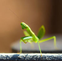 Green Praying Mantis - frontal, Kirindy Reserve, Madagascar About 1.5cm in body length with the tail included. Light green body and head with green/yellow eyes.<br />
https://www.jungledragon.com/image/83329/green_praying_mantis_kirindy_reserve_madagascar.html<br />
https://www.jungledragon.com/image/83328/green_praying_mantis_-_side_view_kirindy_reserve_madagascar.html<br />
https://www.jungledragon.com/image/83327/green_praying_mantis_-_side_view_2_kirindy_reserve_madagascar.html Africa,Kirindy Reserve,Madagascar,Madagascar 2019,World