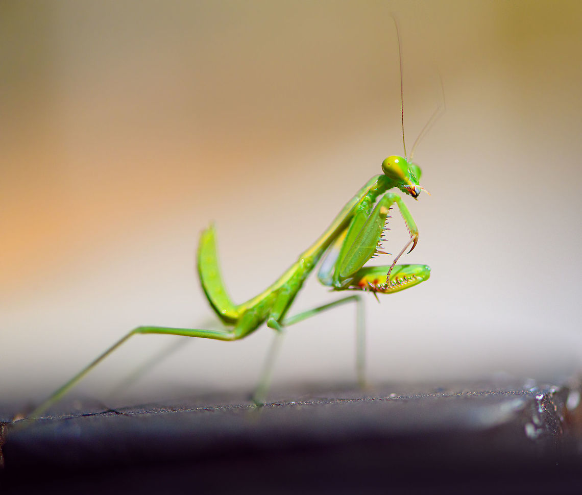 Green Praying Mantis - side view 2, Kirindy Reserve, Madagascar About 1.5cm in body length with the tail included. Light green body and head with green/yellow eyes.<br />
<figure class="photo"><a href="https://www.jungledragon.com/image/83329/green_praying_mantis_kirindy_reserve_madagascar.html" title="Green Praying Mantis, Kirindy Reserve, Madagascar"><img src="https://s3.amazonaws.com/media.jungledragon.com/images/2/83329_thumb.jpg?AWSAccessKeyId=05GMT0V3GWVNE7GGM1R2&Expires=1759968010&Signature=r4hCTheffHZnXGCMIzC0qB%2F3rMs%3D" width="200" height="134" alt="Green Praying Mantis, Kirindy Reserve, Madagascar About 1.5cm in body length with the tail included. Light green body and head with green/yellow eyes.<br />
https://www.jungledragon.com/image/83328/green_praying_mantis_-_side_view_kirindy_reserve_madagascar.html<br />
https://www.jungledragon.com/image/83327/green_praying_mantis_-_side_view_2_kirindy_reserve_madagascar.html<br />
https://www.jungledragon.com/image/83326/green_praying_mantis_-_frontal_kirindy_reserve_madagascar.html Africa,Geotagged,Kirindy Reserve,Madagascar,Madagascar 2019,Winter,World" /></a></figure><br />
<figure class="photo"><a href="https://www.jungledragon.com/image/83328/green_praying_mantis_-_side_view_kirindy_reserve_madagascar.html" title="Green Praying Mantis - side view, Kirindy Reserve, Madagascar"><img src="https://s3.amazonaws.com/media.jungledragon.com/images/2/83328_thumb.jpg?AWSAccessKeyId=05GMT0V3GWVNE7GGM1R2&Expires=1759968010&Signature=CFwlHXlVY3EpGMQi8rpKJXklpvk%3D" width="200" height="116" alt="Green Praying Mantis - side view, Kirindy Reserve, Madagascar About 1.5cm in body length with the tail included. Light green body and head with green/yellow eyes.<br />
https://www.jungledragon.com/image/83329/green_praying_mantis_kirindy_reserve_madagascar.html<br />
https://www.jungledragon.com/image/83327/green_praying_mantis_-_side_view_2_kirindy_reserve_madagascar.html<br />
https://www.jungledragon.com/image/83326/green_praying_mantis_-_frontal_kirindy_reserve_madagascar.html Africa,Geotagged,Kirindy Reserve,Madagascar,Madagascar 2019,Winter,World" /></a></figure><br />
<figure class="photo"><a href="https://www.jungledragon.com/image/83326/green_praying_mantis_-_frontal_kirindy_reserve_madagascar.html" title="Green Praying Mantis - frontal, Kirindy Reserve, Madagascar"><img src="https://s3.amazonaws.com/media.jungledragon.com/images/2/83326_thumb.jpg?AWSAccessKeyId=05GMT0V3GWVNE7GGM1R2&Expires=1759968010&Signature=mT4FcfcI0UBdRunWauN3AyIJ3%2F8%3D" width="200" height="196" alt="Green Praying Mantis - frontal, Kirindy Reserve, Madagascar About 1.5cm in body length with the tail included. Light green body and head with green/yellow eyes.<br />
https://www.jungledragon.com/image/83329/green_praying_mantis_kirindy_reserve_madagascar.html<br />
https://www.jungledragon.com/image/83328/green_praying_mantis_-_side_view_kirindy_reserve_madagascar.html<br />
https://www.jungledragon.com/image/83327/green_praying_mantis_-_side_view_2_kirindy_reserve_madagascar.html Africa,Kirindy Reserve,Madagascar,Madagascar 2019,World" /></a></figure> Africa,Geotagged,Kirindy Reserve,Madagascar,Madagascar 2019,Winter,World