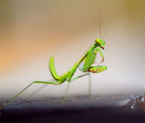 Green Praying Mantis - side view 2, Kirindy Reserve, Madagascar About 1.5cm in body length with the tail included. Light green body and head with green/yellow eyes.
https://www.jungledragon.com/image/83329/green_praying_mantis_kirindy_reserve_madagascar.html
https://www.jungledragon.com/image/83328/green_praying_mantis_-_side_view_kirindy_reserve_madagascar.html
https://www.jungledragon.com/image/83326/green_praying_mantis_-_frontal_kirindy_reserve_madagascar.html Africa,Geotagged,Kirindy Reserve,Madagascar,Madagascar 2019,Winter,World