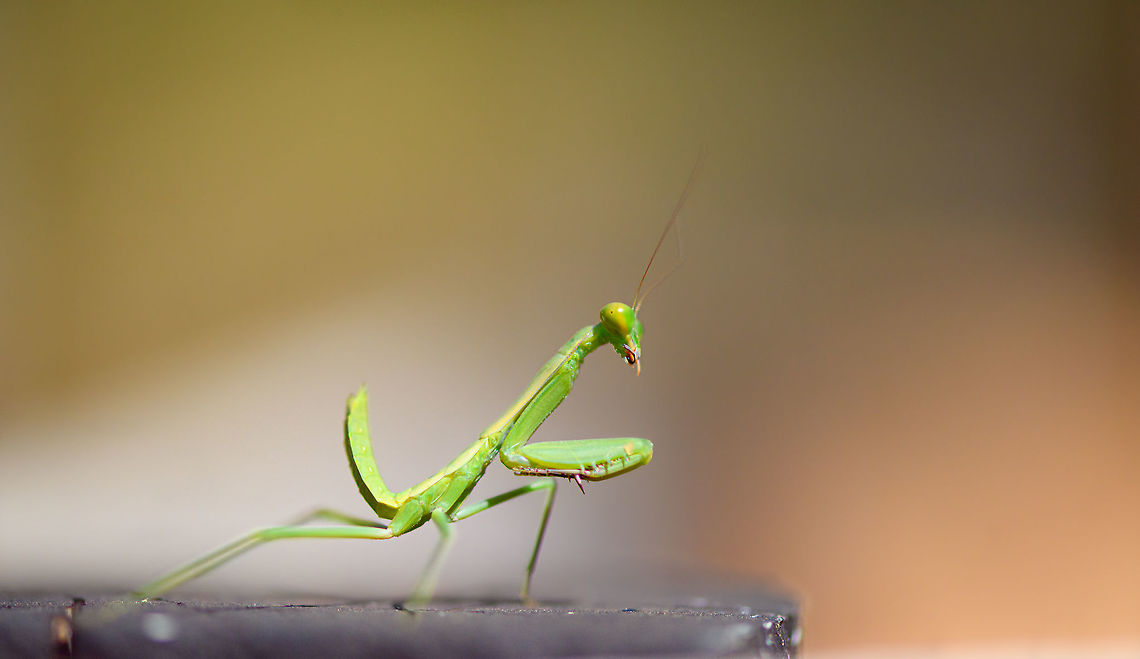 Green Praying Mantis - side view, Kirindy Reserve, Madagascar About 1.5cm in body length with the tail included. Light green body and head with green/yellow eyes.<br />
<figure class="photo"><a href="https://www.jungledragon.com/image/83329/green_praying_mantis_kirindy_reserve_madagascar.html" title="Green Praying Mantis, Kirindy Reserve, Madagascar"><img src="https://s3.amazonaws.com/media.jungledragon.com/images/2/83329_thumb.jpg?AWSAccessKeyId=05GMT0V3GWVNE7GGM1R2&Expires=1759968010&Signature=r4hCTheffHZnXGCMIzC0qB%2F3rMs%3D" width="200" height="134" alt="Green Praying Mantis, Kirindy Reserve, Madagascar About 1.5cm in body length with the tail included. Light green body and head with green/yellow eyes.<br />
https://www.jungledragon.com/image/83328/green_praying_mantis_-_side_view_kirindy_reserve_madagascar.html<br />
https://www.jungledragon.com/image/83327/green_praying_mantis_-_side_view_2_kirindy_reserve_madagascar.html<br />
https://www.jungledragon.com/image/83326/green_praying_mantis_-_frontal_kirindy_reserve_madagascar.html Africa,Geotagged,Kirindy Reserve,Madagascar,Madagascar 2019,Winter,World" /></a></figure><br />
<figure class="photo"><a href="https://www.jungledragon.com/image/83327/green_praying_mantis_-_side_view_2_kirindy_reserve_madagascar.html" title="Green Praying Mantis - side view 2, Kirindy Reserve, Madagascar"><img src="https://s3.amazonaws.com/media.jungledragon.com/images/2/83327_thumb.jpg?AWSAccessKeyId=05GMT0V3GWVNE7GGM1R2&Expires=1759968010&Signature=Xx0iHeMPaQ%2BnS1OoMvJG%2F2k70v0%3D" width="200" height="172" alt="Green Praying Mantis - side view 2, Kirindy Reserve, Madagascar About 1.5cm in body length with the tail included. Light green body and head with green/yellow eyes.<br />
https://www.jungledragon.com/image/83329/green_praying_mantis_kirindy_reserve_madagascar.html<br />
https://www.jungledragon.com/image/83328/green_praying_mantis_-_side_view_kirindy_reserve_madagascar.html<br />
https://www.jungledragon.com/image/83326/green_praying_mantis_-_frontal_kirindy_reserve_madagascar.html Africa,Geotagged,Kirindy Reserve,Madagascar,Madagascar 2019,Winter,World" /></a></figure><br />
<figure class="photo"><a href="https://www.jungledragon.com/image/83326/green_praying_mantis_-_frontal_kirindy_reserve_madagascar.html" title="Green Praying Mantis - frontal, Kirindy Reserve, Madagascar"><img src="https://s3.amazonaws.com/media.jungledragon.com/images/2/83326_thumb.jpg?AWSAccessKeyId=05GMT0V3GWVNE7GGM1R2&Expires=1759968010&Signature=mT4FcfcI0UBdRunWauN3AyIJ3%2F8%3D" width="200" height="196" alt="Green Praying Mantis - frontal, Kirindy Reserve, Madagascar About 1.5cm in body length with the tail included. Light green body and head with green/yellow eyes.<br />
https://www.jungledragon.com/image/83329/green_praying_mantis_kirindy_reserve_madagascar.html<br />
https://www.jungledragon.com/image/83328/green_praying_mantis_-_side_view_kirindy_reserve_madagascar.html<br />
https://www.jungledragon.com/image/83327/green_praying_mantis_-_side_view_2_kirindy_reserve_madagascar.html Africa,Kirindy Reserve,Madagascar,Madagascar 2019,World" /></a></figure> Africa,Geotagged,Kirindy Reserve,Madagascar,Madagascar 2019,Winter,World
