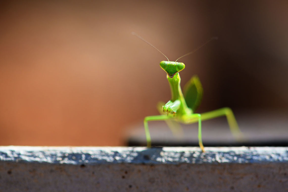 Green Praying Mantis, Kirindy Reserve, Madagascar About 1.5cm in body length with the tail included. Light green body and head with green/yellow eyes.<br />
<figure class="photo"><a href="https://www.jungledragon.com/image/83328/green_praying_mantis_-_side_view_kirindy_reserve_madagascar.html" title="Green Praying Mantis - side view, Kirindy Reserve, Madagascar"><img src="https://s3.amazonaws.com/media.jungledragon.com/images/2/83328_thumb.jpg?AWSAccessKeyId=05GMT0V3GWVNE7GGM1R2&Expires=1759968010&Signature=CFwlHXlVY3EpGMQi8rpKJXklpvk%3D" width="200" height="116" alt="Green Praying Mantis - side view, Kirindy Reserve, Madagascar About 1.5cm in body length with the tail included. Light green body and head with green/yellow eyes.<br />
https://www.jungledragon.com/image/83329/green_praying_mantis_kirindy_reserve_madagascar.html<br />
https://www.jungledragon.com/image/83327/green_praying_mantis_-_side_view_2_kirindy_reserve_madagascar.html<br />
https://www.jungledragon.com/image/83326/green_praying_mantis_-_frontal_kirindy_reserve_madagascar.html Africa,Geotagged,Kirindy Reserve,Madagascar,Madagascar 2019,Winter,World" /></a></figure><br />
<figure class="photo"><a href="https://www.jungledragon.com/image/83327/green_praying_mantis_-_side_view_2_kirindy_reserve_madagascar.html" title="Green Praying Mantis - side view 2, Kirindy Reserve, Madagascar"><img src="https://s3.amazonaws.com/media.jungledragon.com/images/2/83327_thumb.jpg?AWSAccessKeyId=05GMT0V3GWVNE7GGM1R2&Expires=1759968010&Signature=Xx0iHeMPaQ%2BnS1OoMvJG%2F2k70v0%3D" width="200" height="172" alt="Green Praying Mantis - side view 2, Kirindy Reserve, Madagascar About 1.5cm in body length with the tail included. Light green body and head with green/yellow eyes.<br />
https://www.jungledragon.com/image/83329/green_praying_mantis_kirindy_reserve_madagascar.html<br />
https://www.jungledragon.com/image/83328/green_praying_mantis_-_side_view_kirindy_reserve_madagascar.html<br />
https://www.jungledragon.com/image/83326/green_praying_mantis_-_frontal_kirindy_reserve_madagascar.html Africa,Geotagged,Kirindy Reserve,Madagascar,Madagascar 2019,Winter,World" /></a></figure><br />
<figure class="photo"><a href="https://www.jungledragon.com/image/83326/green_praying_mantis_-_frontal_kirindy_reserve_madagascar.html" title="Green Praying Mantis - frontal, Kirindy Reserve, Madagascar"><img src="https://s3.amazonaws.com/media.jungledragon.com/images/2/83326_thumb.jpg?AWSAccessKeyId=05GMT0V3GWVNE7GGM1R2&Expires=1759968010&Signature=mT4FcfcI0UBdRunWauN3AyIJ3%2F8%3D" width="200" height="196" alt="Green Praying Mantis - frontal, Kirindy Reserve, Madagascar About 1.5cm in body length with the tail included. Light green body and head with green/yellow eyes.<br />
https://www.jungledragon.com/image/83329/green_praying_mantis_kirindy_reserve_madagascar.html<br />
https://www.jungledragon.com/image/83328/green_praying_mantis_-_side_view_kirindy_reserve_madagascar.html<br />
https://www.jungledragon.com/image/83327/green_praying_mantis_-_side_view_2_kirindy_reserve_madagascar.html Africa,Kirindy Reserve,Madagascar,Madagascar 2019,World" /></a></figure> Africa,Geotagged,Kirindy Reserve,Madagascar,Madagascar 2019,Winter,World