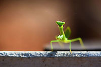 Green Praying Mantis, Kirindy Reserve, Madagascar About 1.5cm in body length with the tail included. Light green body and head with green/yellow eyes.<br />
https://www.jungledragon.com/image/83328/green_praying_mantis_-_side_view_kirindy_reserve_madagascar.html<br />
https://www.jungledragon.com/image/83327/green_praying_mantis_-_side_view_2_kirindy_reserve_madagascar.html<br />
https://www.jungledragon.com/image/83326/green_praying_mantis_-_frontal_kirindy_reserve_madagascar.html Africa,Geotagged,Kirindy Reserve,Madagascar,Madagascar 2019,Winter,World