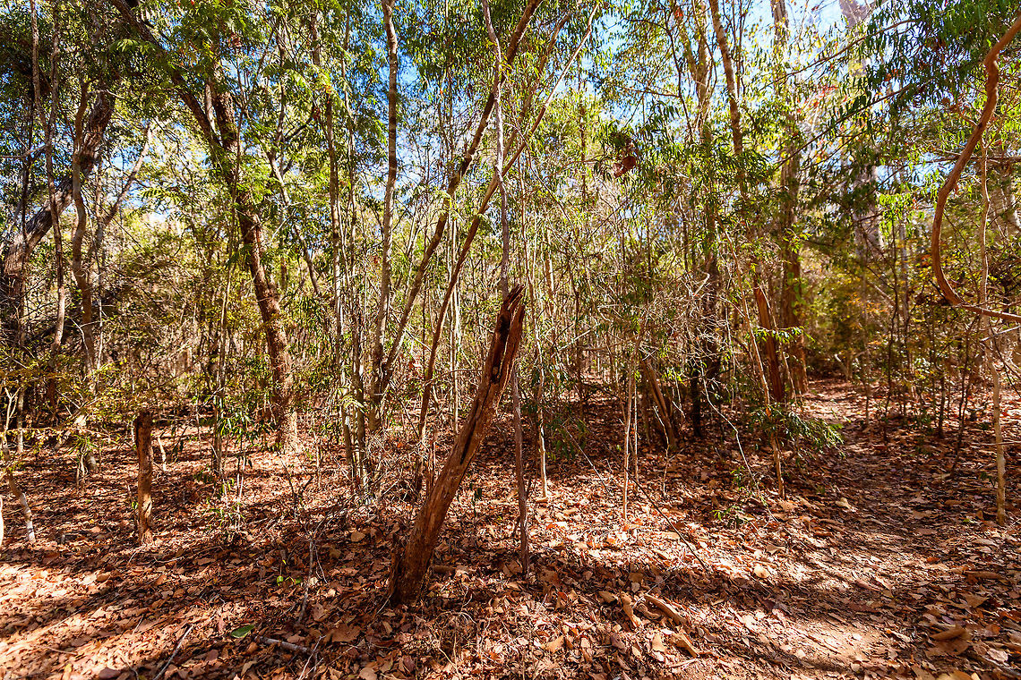Kirindy Forest Scenery, Madagascar Some scenery from Kirindy Forest, Madagascar. Kirindy is part of the tropical dry forest region of Madagascar:<br />
<a href="https://en.wikipedia.org/wiki/Madagascar_dry_deciduous_forests" rel="nofollow">https://en.wikipedia.org/wiki/Madagascar_dry_deciduous_forests</a><br />
<br />
It is a private reserve, owned by a Swiss company who combines sustainable selective logging practises with conservation. Kirindy is a hotspot for researchers, above all to study its unique mammal wildlife. Our guide told us the BBC film crew also attends every single year.<br />
<br />
Supposedly, all of Kirindy turns green from December to March, during the rain season. Bringing out many reptiles and amphibians. Yet it also means the roads are so bad that you cannot even get there, and they regularly close the reserve for visitors then. <br />
<figure class="photo"><a href="https://www.jungledragon.com/image/83331/kirindy_forest_scenery_-_dry_season_madagascar.html" title="Kirindy Forest Scenery - dry season, Madagascar"><img src="https://s3.amazonaws.com/media.jungledragon.com/images/2/83331_thumb.jpg?AWSAccessKeyId=05GMT0V3GWVNE7GGM1R2&Expires=1770854410&Signature=JXCtL%2FfQP6toQ16bn6J84fZYkL0%3D" width="200" height="134" alt="Kirindy Forest Scenery - dry season, Madagascar Some scenery from Kirindy Forest, Madagascar. Kirindy is part of the tropical dry forest region of Madagascar:<br />
https://en.wikipedia.org/wiki/Madagascar_dry_deciduous_forests<br />
<br />
It is a private reserve, owned by a Swiss company who combines sustainable selective logging practises with conservation. Kirindy is a hotspot for researchers, above all to study its unique mammal wildlife. Our guide told us the BBC film crew also attends every single year.<br />
<br />
Supposedly, all of Kirindy turns green from December to March, during the rain season. Bringing out many reptiles and amphibians. Yet it also means the roads are so bad that you cannot even get there, and they regularly close the reserve for visitors then. <br />
https://www.jungledragon.com/image/83330/kirindy_forest_scenery_madagascar.html<br />
https://www.jungledragon.com/image/83332/kirindy_forest_scenery_-_forest_giant_madagascar.html<br />
https://www.jungledragon.com/image/83333/kirindy_forest_scenery_-_faza_tree_madagascar.html Africa,Geotagged,Kirindy Reserve,Madagascar,Madagascar 2019,Winter,World" /></a></figure><br />
<figure class="photo"><a href="https://www.jungledragon.com/image/83332/kirindy_forest_scenery_-_forest_giant_madagascar.html" title="Kirindy Forest Scenery - forest giant, Madagascar"><img src="https://s3.amazonaws.com/media.jungledragon.com/images/2/83332_thumb.jpg?AWSAccessKeyId=05GMT0V3GWVNE7GGM1R2&Expires=1770854410&Signature=18IDL8H563cl1ENOGkchTki4pYY%3D" width="102" height="152" alt="Kirindy Forest Scenery - forest giant, Madagascar Some scenery from Kirindy Forest, Madagascar. Kirindy is part of the tropical dry forest region of Madagascar:<br />
https://en.wikipedia.org/wiki/Madagascar_dry_deciduous_forests<br />
<br />
It is a private reserve, owned by a Swiss company who combines sustainable selective logging practises with conservation. Kirindy is a hotspot for researchers, above all to study its unique mammal wildlife. Our guide told us the BBC film crew also attends every single year.<br />
<br />
Supposedly, all of Kirindy turns green from December to March, during the rain season. Bringing out many reptiles and amphibians. Yet it also means the roads are so bad that you cannot even get there, and they regularly close the reserve for visitors then. <br />
https://www.jungledragon.com/image/83330/kirindy_forest_scenery_madagascar.html<br />
https://www.jungledragon.com/image/83331/kirindy_forest_scenery_-_dry_season_madagascar.html<br />
https://www.jungledragon.com/image/83333/kirindy_forest_scenery_-_faza_tree_madagascar.html Africa,Geotagged,Kirindy Reserve,Madagascar,Madagascar 2019,Winter,World" /></a></figure><br />
<figure class="photo"><a href="https://www.jungledragon.com/image/83333/kirindy_forest_scenery_-_faza_tree_madagascar.html" title="Kirindy Forest Scenery - Faza tree, Madagascar"><img src="https://s3.amazonaws.com/media.jungledragon.com/images/2/83333_thumb.jpg?AWSAccessKeyId=05GMT0V3GWVNE7GGM1R2&Expires=1770854410&Signature=K%2BjGNkGxLgdmxkSJPLx32lv8sV0%3D" width="200" height="134" alt="Kirindy Forest Scenery - Faza tree, Madagascar Locals call this tree the Faza tree. Faza means whitey, white man, pale person. It refers to the peeling of skin when pale folks stay in the sun for too long.<br />
<br />
Some scenery from Kirindy Forest, Madagascar. Kirindy is part of the tropical dry forest region of Madagascar:<br />
https://en.wikipedia.org/wiki/Madagascar_dry_deciduous_forests<br />
<br />
It is a private reserve, owned by a Swiss company who combines sustainable selective logging practises with conservation. Kirindy is a hotspot for researchers, above all to study its unique mammal wildlife. Our guide told us the BBC film crew also attends every single year.<br />
<br />
Supposedly, all of Kirindy turns green from December to March, during the rain season. Bringing out many reptiles and amphibians. Yet it also means the roads are so bad that you cannot even get there, and they regularly close the reserve for visitors then. <br />
https://www.jungledragon.com/image/83330/kirindy_forest_scenery_madagascar.html<br />
https://www.jungledragon.com/image/83331/kirindy_forest_scenery_-_dry_season_madagascar.html<br />
https://www.jungledragon.com/image/83332/kirindy_forest_scenery_-_forest_giant_madagascar.html Africa,Geotagged,Kirindy Reserve,Madagascar,Madagascar 2019,Winter,World" /></a></figure> Africa,Geotagged,Kirindy Reserve,Madagascar,Madagascar 2019,Winter,World