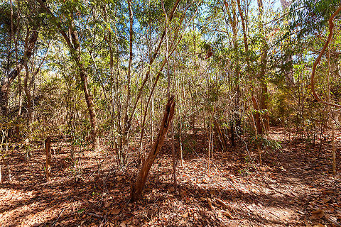 Kirindy Forest Scenery, Madagascar Some scenery from Kirindy Forest, Madagascar. Kirindy is part of the tropical dry forest region of Madagascar:
https://en.wikipedia.org/wiki/Madagascar_dry_deciduous_forests

It is a private reserve, owned by a Swiss company who combines sustainable selective logging practises with conservation. Kirindy is a hotspot for researchers, above all to study its unique mammal wildlife. Our guide told us the BBC film crew also attends every single year.

Supposedly, all of Kirindy turns green from December to March, during the rain season. Bringing out many reptiles and amphibians. Yet it also means the roads are so bad that you cannot even get there, and they regularly close the reserve for visitors then. 
https://www.jungledragon.com/image/83331/kirindy_forest_scenery_-_dry_season_madagascar.html
https://www.jungledragon.com/image/83332/kirindy_forest_scenery_-_forest_giant_madagascar.html
https://www.jungledragon.com/image/83333/kirindy_forest_scenery_-_faza_tree_madagascar.html Africa,Geotagged,Kirindy Reserve,Madagascar,Madagascar 2019,Winter,World