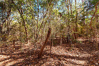 Kirindy Forest Scenery, Madagascar Some scenery from Kirindy Forest, Madagascar. Kirindy is part of the tropical dry forest region of Madagascar:<br />
https://en.wikipedia.org/wiki/Madagascar_dry_deciduous_forests<br />
<br />
It is a private reserve, owned by a Swiss company who combines sustainable selective logging practises with conservation. Kirindy is a hotspot for researchers, above all to study its unique mammal wildlife. Our guide told us the BBC film crew also attends every single year.<br />
<br />
Supposedly, all of Kirindy turns green from December to March, during the rain season. Bringing out many reptiles and amphibians. Yet it also means the roads are so bad that you cannot even get there, and they regularly close the reserve for visitors then. <br />
https://www.jungledragon.com/image/83331/kirindy_forest_scenery_-_dry_season_madagascar.html<br />
https://www.jungledragon.com/image/83332/kirindy_forest_scenery_-_forest_giant_madagascar.html<br />
https://www.jungledragon.com/image/83333/kirindy_forest_scenery_-_faza_tree_madagascar.html Africa,Geotagged,Kirindy Reserve,Madagascar,Madagascar 2019,Winter,World