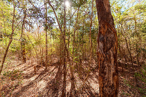Kirindy Forest Scenery - dry season, Madagascar Some scenery from Kirindy Forest, Madagascar. Kirindy is part of the tropical dry forest region of Madagascar:
https://en.wikipedia.org/wiki/Madagascar_dry_deciduous_forests

It is a private reserve, owned by a Swiss company who combines sustainable selective logging practises with conservation. Kirindy is a hotspot for researchers, above all to study its unique mammal wildlife. Our guide told us the BBC film crew also attends every single year.

Supposedly, all of Kirindy turns green from December to March, during the rain season. Bringing out many reptiles and amphibians. Yet it also means the roads are so bad that you cannot even get there, and they regularly close the reserve for visitors then. 
https://www.jungledragon.com/image/83330/kirindy_forest_scenery_madagascar.html
https://www.jungledragon.com/image/83332/kirindy_forest_scenery_-_forest_giant_madagascar.html
https://www.jungledragon.com/image/83333/kirindy_forest_scenery_-_faza_tree_madagascar.html Africa,Geotagged,Kirindy Reserve,Madagascar,Madagascar 2019,Winter,World