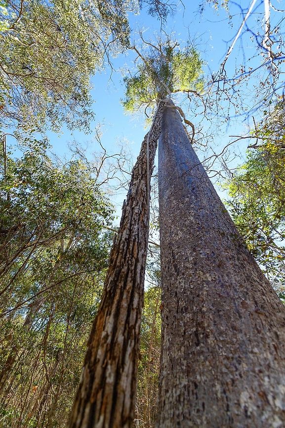 Kirindy Forest Scenery - forest giant, Madagascar Some scenery from Kirindy Forest, Madagascar. Kirindy is part of the tropical dry forest region of Madagascar:<br />
<a href="https://en.wikipedia.org/wiki/Madagascar_dry_deciduous_forests" rel="nofollow">https://en.wikipedia.org/wiki/Madagascar_dry_deciduous_forests</a><br />
<br />
It is a private reserve, owned by a Swiss company who combines sustainable selective logging practises with conservation. Kirindy is a hotspot for researchers, above all to study its unique mammal wildlife. Our guide told us the BBC film crew also attends every single year.<br />
<br />
Supposedly, all of Kirindy turns green from December to March, during the rain season. Bringing out many reptiles and amphibians. Yet it also means the roads are so bad that you cannot even get there, and they regularly close the reserve for visitors then. <br />
<figure class="photo"><a href="https://www.jungledragon.com/image/83330/kirindy_forest_scenery_madagascar.html" title="Kirindy Forest Scenery, Madagascar"><img src="https://s3.amazonaws.com/media.jungledragon.com/images/2/83330_thumb.jpg?AWSAccessKeyId=05GMT0V3GWVNE7GGM1R2&Expires=1767225610&Signature=lGAgeyECiTw%2FgH5%2F95L6kkSMMf4%3D" width="200" height="134" alt="Kirindy Forest Scenery, Madagascar Some scenery from Kirindy Forest, Madagascar. Kirindy is part of the tropical dry forest region of Madagascar:<br />
https://en.wikipedia.org/wiki/Madagascar_dry_deciduous_forests<br />
<br />
It is a private reserve, owned by a Swiss company who combines sustainable selective logging practises with conservation. Kirindy is a hotspot for researchers, above all to study its unique mammal wildlife. Our guide told us the BBC film crew also attends every single year.<br />
<br />
Supposedly, all of Kirindy turns green from December to March, during the rain season. Bringing out many reptiles and amphibians. Yet it also means the roads are so bad that you cannot even get there, and they regularly close the reserve for visitors then. <br />
https://www.jungledragon.com/image/83331/kirindy_forest_scenery_-_dry_season_madagascar.html<br />
https://www.jungledragon.com/image/83332/kirindy_forest_scenery_-_forest_giant_madagascar.html<br />
https://www.jungledragon.com/image/83333/kirindy_forest_scenery_-_faza_tree_madagascar.html Africa,Geotagged,Kirindy Reserve,Madagascar,Madagascar 2019,Winter,World" /></a></figure><br />
<figure class="photo"><a href="https://www.jungledragon.com/image/83331/kirindy_forest_scenery_-_dry_season_madagascar.html" title="Kirindy Forest Scenery - dry season, Madagascar"><img src="https://s3.amazonaws.com/media.jungledragon.com/images/2/83331_thumb.jpg?AWSAccessKeyId=05GMT0V3GWVNE7GGM1R2&Expires=1767225610&Signature=tQBWFnFDlmImRdLfiD3Rxu95A%2Fc%3D" width="200" height="134" alt="Kirindy Forest Scenery - dry season, Madagascar Some scenery from Kirindy Forest, Madagascar. Kirindy is part of the tropical dry forest region of Madagascar:<br />
https://en.wikipedia.org/wiki/Madagascar_dry_deciduous_forests<br />
<br />
It is a private reserve, owned by a Swiss company who combines sustainable selective logging practises with conservation. Kirindy is a hotspot for researchers, above all to study its unique mammal wildlife. Our guide told us the BBC film crew also attends every single year.<br />
<br />
Supposedly, all of Kirindy turns green from December to March, during the rain season. Bringing out many reptiles and amphibians. Yet it also means the roads are so bad that you cannot even get there, and they regularly close the reserve for visitors then. <br />
https://www.jungledragon.com/image/83330/kirindy_forest_scenery_madagascar.html<br />
https://www.jungledragon.com/image/83332/kirindy_forest_scenery_-_forest_giant_madagascar.html<br />
https://www.jungledragon.com/image/83333/kirindy_forest_scenery_-_faza_tree_madagascar.html Africa,Geotagged,Kirindy Reserve,Madagascar,Madagascar 2019,Winter,World" /></a></figure><br />
<figure class="photo"><a href="https://www.jungledragon.com/image/83333/kirindy_forest_scenery_-_faza_tree_madagascar.html" title="Kirindy Forest Scenery - Faza tree, Madagascar"><img src="https://s3.amazonaws.com/media.jungledragon.com/images/2/83333_thumb.jpg?AWSAccessKeyId=05GMT0V3GWVNE7GGM1R2&Expires=1767225610&Signature=Mx0N3Sg8LqWSxssH1BBvS0CKt6M%3D" width="200" height="134" alt="Kirindy Forest Scenery - Faza tree, Madagascar Locals call this tree the Faza tree. Faza means whitey, white man, pale person. It refers to the peeling of skin when pale folks stay in the sun for too long.<br />
<br />
Some scenery from Kirindy Forest, Madagascar. Kirindy is part of the tropical dry forest region of Madagascar:<br />
https://en.wikipedia.org/wiki/Madagascar_dry_deciduous_forests<br />
<br />
It is a private reserve, owned by a Swiss company who combines sustainable selective logging practises with conservation. Kirindy is a hotspot for researchers, above all to study its unique mammal wildlife. Our guide told us the BBC film crew also attends every single year.<br />
<br />
Supposedly, all of Kirindy turns green from December to March, during the rain season. Bringing out many reptiles and amphibians. Yet it also means the roads are so bad that you cannot even get there, and they regularly close the reserve for visitors then. <br />
https://www.jungledragon.com/image/83330/kirindy_forest_scenery_madagascar.html<br />
https://www.jungledragon.com/image/83331/kirindy_forest_scenery_-_dry_season_madagascar.html<br />
https://www.jungledragon.com/image/83332/kirindy_forest_scenery_-_forest_giant_madagascar.html Africa,Geotagged,Kirindy Reserve,Madagascar,Madagascar 2019,Winter,World" /></a></figure> Africa,Geotagged,Kirindy Reserve,Madagascar,Madagascar 2019,Winter,World