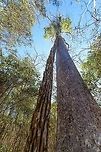 Kirindy Forest Scenery - forest giant, Madagascar Some scenery from Kirindy Forest, Madagascar. Kirindy is part of the tropical dry forest region of Madagascar:<br />
https://en.wikipedia.org/wiki/Madagascar_dry_deciduous_forests<br />
<br />
It is a private reserve, owned by a Swiss company who combines sustainable selective logging practises with conservation. Kirindy is a hotspot for researchers, above all to study its unique mammal wildlife. Our guide told us the BBC film crew also attends every single year.<br />
<br />
Supposedly, all of Kirindy turns green from December to March, during the rain season. Bringing out many reptiles and amphibians. Yet it also means the roads are so bad that you cannot even get there, and they regularly close the reserve for visitors then. <br />
https://www.jungledragon.com/image/83330/kirindy_forest_scenery_madagascar.html<br />
https://www.jungledragon.com/image/83331/kirindy_forest_scenery_-_dry_season_madagascar.html<br />
https://www.jungledragon.com/image/83333/kirindy_forest_scenery_-_faza_tree_madagascar.html Africa,Geotagged,Kirindy Reserve,Madagascar,Madagascar 2019,Winter,World