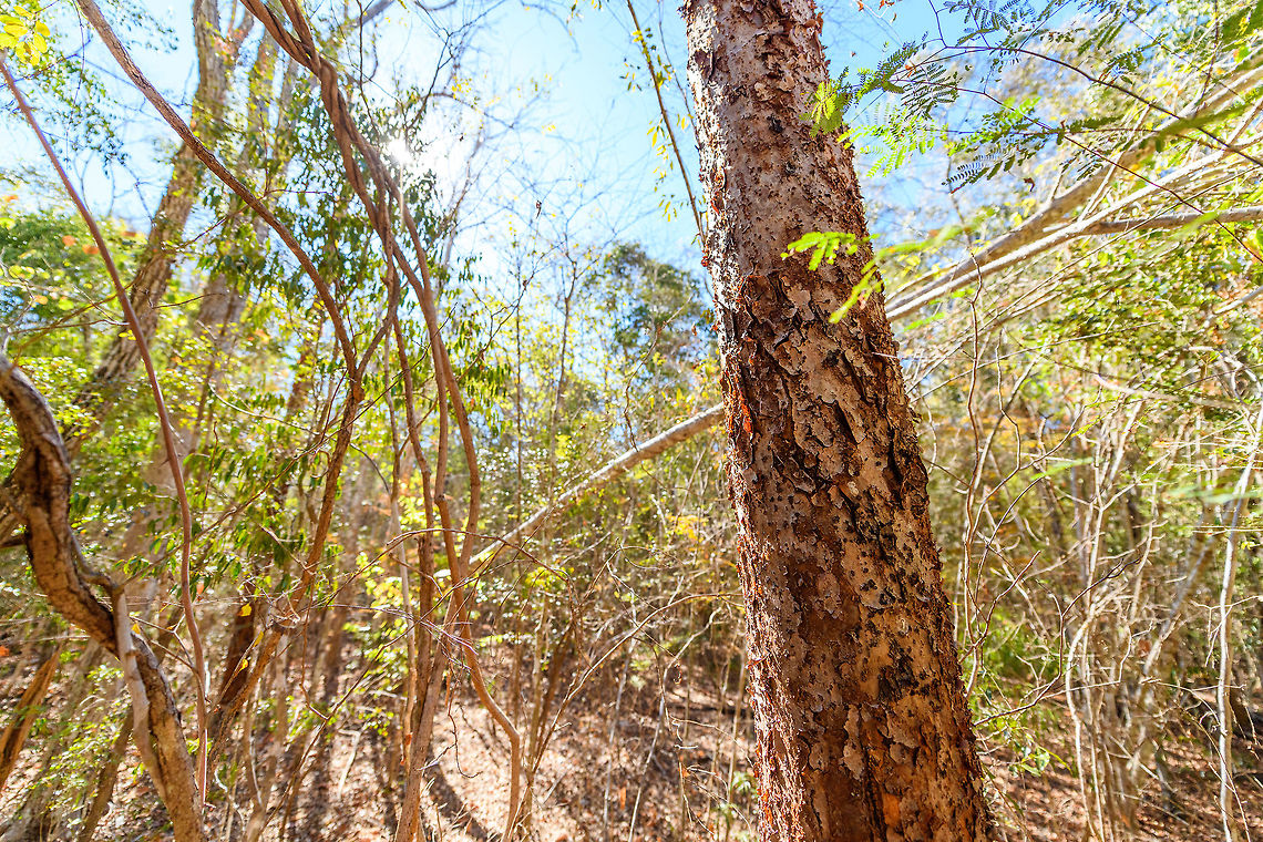 Kirindy Forest Scenery - Faza tree, Madagascar Locals call this tree the Faza tree. Faza means whitey, white man, pale person. It refers to the peeling of skin when pale folks stay in the sun for too long.<br />
<br />
Some scenery from Kirindy Forest, Madagascar. Kirindy is part of the tropical dry forest region of Madagascar:<br />
<a href="https://en.wikipedia.org/wiki/Madagascar_dry_deciduous_forests" rel="nofollow">https://en.wikipedia.org/wiki/Madagascar_dry_deciduous_forests</a><br />
<br />
It is a private reserve, owned by a Swiss company who combines sustainable selective logging practises with conservation. Kirindy is a hotspot for researchers, above all to study its unique mammal wildlife. Our guide told us the BBC film crew also attends every single year.<br />
<br />
Supposedly, all of Kirindy turns green from December to March, during the rain season. Bringing out many reptiles and amphibians. Yet it also means the roads are so bad that you cannot even get there, and they regularly close the reserve for visitors then. <br />
<figure class="photo"><a href="https://www.jungledragon.com/image/83330/kirindy_forest_scenery_madagascar.html" title="Kirindy Forest Scenery, Madagascar"><img src="https://s3.amazonaws.com/media.jungledragon.com/images/2/83330_thumb.jpg?AWSAccessKeyId=05GMT0V3GWVNE7GGM1R2&Expires=1767225610&Signature=lGAgeyECiTw%2FgH5%2F95L6kkSMMf4%3D" width="200" height="134" alt="Kirindy Forest Scenery, Madagascar Some scenery from Kirindy Forest, Madagascar. Kirindy is part of the tropical dry forest region of Madagascar:<br />
https://en.wikipedia.org/wiki/Madagascar_dry_deciduous_forests<br />
<br />
It is a private reserve, owned by a Swiss company who combines sustainable selective logging practises with conservation. Kirindy is a hotspot for researchers, above all to study its unique mammal wildlife. Our guide told us the BBC film crew also attends every single year.<br />
<br />
Supposedly, all of Kirindy turns green from December to March, during the rain season. Bringing out many reptiles and amphibians. Yet it also means the roads are so bad that you cannot even get there, and they regularly close the reserve for visitors then. <br />
https://www.jungledragon.com/image/83331/kirindy_forest_scenery_-_dry_season_madagascar.html<br />
https://www.jungledragon.com/image/83332/kirindy_forest_scenery_-_forest_giant_madagascar.html<br />
https://www.jungledragon.com/image/83333/kirindy_forest_scenery_-_faza_tree_madagascar.html Africa,Geotagged,Kirindy Reserve,Madagascar,Madagascar 2019,Winter,World" /></a></figure><br />
<figure class="photo"><a href="https://www.jungledragon.com/image/83331/kirindy_forest_scenery_-_dry_season_madagascar.html" title="Kirindy Forest Scenery - dry season, Madagascar"><img src="https://s3.amazonaws.com/media.jungledragon.com/images/2/83331_thumb.jpg?AWSAccessKeyId=05GMT0V3GWVNE7GGM1R2&Expires=1767225610&Signature=tQBWFnFDlmImRdLfiD3Rxu95A%2Fc%3D" width="200" height="134" alt="Kirindy Forest Scenery - dry season, Madagascar Some scenery from Kirindy Forest, Madagascar. Kirindy is part of the tropical dry forest region of Madagascar:<br />
https://en.wikipedia.org/wiki/Madagascar_dry_deciduous_forests<br />
<br />
It is a private reserve, owned by a Swiss company who combines sustainable selective logging practises with conservation. Kirindy is a hotspot for researchers, above all to study its unique mammal wildlife. Our guide told us the BBC film crew also attends every single year.<br />
<br />
Supposedly, all of Kirindy turns green from December to March, during the rain season. Bringing out many reptiles and amphibians. Yet it also means the roads are so bad that you cannot even get there, and they regularly close the reserve for visitors then. <br />
https://www.jungledragon.com/image/83330/kirindy_forest_scenery_madagascar.html<br />
https://www.jungledragon.com/image/83332/kirindy_forest_scenery_-_forest_giant_madagascar.html<br />
https://www.jungledragon.com/image/83333/kirindy_forest_scenery_-_faza_tree_madagascar.html Africa,Geotagged,Kirindy Reserve,Madagascar,Madagascar 2019,Winter,World" /></a></figure><br />
<figure class="photo"><a href="https://www.jungledragon.com/image/83332/kirindy_forest_scenery_-_forest_giant_madagascar.html" title="Kirindy Forest Scenery - forest giant, Madagascar"><img src="https://s3.amazonaws.com/media.jungledragon.com/images/2/83332_thumb.jpg?AWSAccessKeyId=05GMT0V3GWVNE7GGM1R2&Expires=1767225610&Signature=G7s0RKzorNl5NChR1mPRAB2v0jc%3D" width="102" height="152" alt="Kirindy Forest Scenery - forest giant, Madagascar Some scenery from Kirindy Forest, Madagascar. Kirindy is part of the tropical dry forest region of Madagascar:<br />
https://en.wikipedia.org/wiki/Madagascar_dry_deciduous_forests<br />
<br />
It is a private reserve, owned by a Swiss company who combines sustainable selective logging practises with conservation. Kirindy is a hotspot for researchers, above all to study its unique mammal wildlife. Our guide told us the BBC film crew also attends every single year.<br />
<br />
Supposedly, all of Kirindy turns green from December to March, during the rain season. Bringing out many reptiles and amphibians. Yet it also means the roads are so bad that you cannot even get there, and they regularly close the reserve for visitors then. <br />
https://www.jungledragon.com/image/83330/kirindy_forest_scenery_madagascar.html<br />
https://www.jungledragon.com/image/83331/kirindy_forest_scenery_-_dry_season_madagascar.html<br />
https://www.jungledragon.com/image/83333/kirindy_forest_scenery_-_faza_tree_madagascar.html Africa,Geotagged,Kirindy Reserve,Madagascar,Madagascar 2019,Winter,World" /></a></figure> Africa,Geotagged,Kirindy Reserve,Madagascar,Madagascar 2019,Winter,World