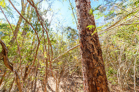 Kirindy Forest Scenery - Faza tree, Madagascar Locals call this tree the Faza tree. Faza means whitey, white man, pale person. It refers to the peeling of skin when pale folks stay in the sun for too long.

Some scenery from Kirindy Forest, Madagascar. Kirindy is part of the tropical dry forest region of Madagascar:
https://en.wikipedia.org/wiki/Madagascar_dry_deciduous_forests

It is a private reserve, owned by a Swiss company who combines sustainable selective logging practises with conservation. Kirindy is a hotspot for researchers, above all to study its unique mammal wildlife. Our guide told us the BBC film crew also attends every single year.

Supposedly, all of Kirindy turns green from December to March, during the rain season. Bringing out many reptiles and amphibians. Yet it also means the roads are so bad that you cannot even get there, and they regularly close the reserve for visitors then. 
https://www.jungledragon.com/image/83330/kirindy_forest_scenery_madagascar.html
https://www.jungledragon.com/image/83331/kirindy_forest_scenery_-_dry_season_madagascar.html
https://www.jungledragon.com/image/83332/kirindy_forest_scenery_-_forest_giant_madagascar.html Africa,Geotagged,Kirindy Reserve,Madagascar,Madagascar 2019,Winter,World