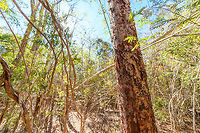 Kirindy Forest Scenery - Faza tree, Madagascar Locals call this tree the Faza tree. Faza means whitey, white man, pale person. It refers to the peeling of skin when pale folks stay in the sun for too long.<br />
<br />
Some scenery from Kirindy Forest, Madagascar. Kirindy is part of the tropical dry forest region of Madagascar:<br />
https://en.wikipedia.org/wiki/Madagascar_dry_deciduous_forests<br />
<br />
It is a private reserve, owned by a Swiss company who combines sustainable selective logging practises with conservation. Kirindy is a hotspot for researchers, above all to study its unique mammal wildlife. Our guide told us the BBC film crew also attends every single year.<br />
<br />
Supposedly, all of Kirindy turns green from December to March, during the rain season. Bringing out many reptiles and amphibians. Yet it also means the roads are so bad that you cannot even get there, and they regularly close the reserve for visitors then. <br />
https://www.jungledragon.com/image/83330/kirindy_forest_scenery_madagascar.html<br />
https://www.jungledragon.com/image/83331/kirindy_forest_scenery_-_dry_season_madagascar.html<br />
https://www.jungledragon.com/image/83332/kirindy_forest_scenery_-_forest_giant_madagascar.html Africa,Geotagged,Kirindy Reserve,Madagascar,Madagascar 2019,Winter,World