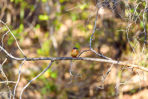 Malagasy Kingfisher - frontal, Kirindy Reserve, Madagascar An endemic but common bird found throughout Madagascar, here found in Kirindy. Surely during the most challenging part of the year as even the Kirindy river where we found it (after which the reserve is named), was very shallow. Can't imagine too much fish in it.
https://www.jungledragon.com/image/83351/malagasy_kingfisher_kirindy_reserve_madagascar.html
https://www.jungledragon.com/image/83350/malagasy_kingfisher_-_perched_kirindy_reserve_madagascar.html Africa,Corythornis vintsioides,Geotagged,Kirindy Reserve,Madagascar,Madagascar 2019,Malagasy kingfisher,Winter,World