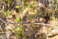 Malagasy Kingfisher - frontal, Kirindy Reserve, Madagascar An endemic but common bird found throughout Madagascar, here found in Kirindy. Surely during the most challenging part of the year as even the Kirindy river where we found it (after which the reserve is named), was very shallow. Can't imagine too much fish in it.<br />
https://www.jungledragon.com/image/83351/malagasy_kingfisher_kirindy_reserve_madagascar.html<br />
https://www.jungledragon.com/image/83350/malagasy_kingfisher_-_perched_kirindy_reserve_madagascar.html Africa,Corythornis vintsioides,Geotagged,Kirindy Reserve,Madagascar,Madagascar 2019,Malagasy kingfisher,Winter,World