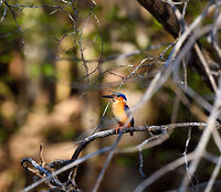 Malagasy Kingfisher - perched, Kirindy Reserve, Madagascar An endemic but common bird found throughout Madagascar, here found in Kirindy. Surely during the most challenging part of the year as even the Kirindy river where we found it (after which the reserve is named), was very shallow. Can't imagine too much fish in it.<br />
https://www.jungledragon.com/image/83351/malagasy_kingfisher_kirindy_reserve_madagascar.html<br />
https://www.jungledragon.com/image/83349/malagasy_kingfisher_-_frontal_kirindy_reserve_madagascar.html Africa,Corythornis vintsioides,Geotagged,Kirindy Reserve,Madagascar,Madagascar 2019,Malagasy kingfisher,Winter,World