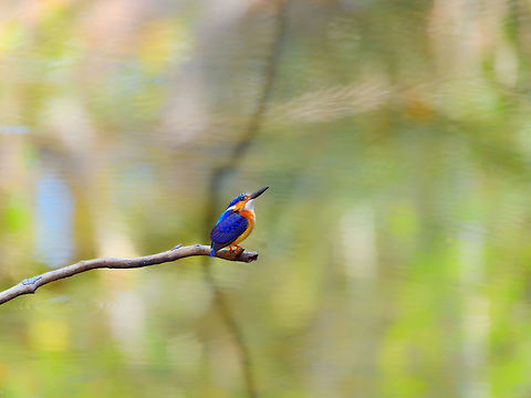 Malagasy Kingfisher, Kirindy Reserve, Madagascar An endemic but common bird found throughout Madagascar, here found in Kirindy. Surely during the most challenging part of the year as even the Kirindy river where we found it (after which the reserve is named), was very shallow. Can't imagine too much fish in it.
https://www.jungledragon.com/image/83350/malagasy_kingfisher_-_perched_kirindy_reserve_madagascar.html
https://www.jungledragon.com/image/83349/malagasy_kingfisher_-_frontal_kirindy_reserve_madagascar.html Africa,Corythornis vintsioides,Geotagged,Kirindy Reserve,Madagascar,Madagascar 2019,Malagasy kingfisher,Winter,World