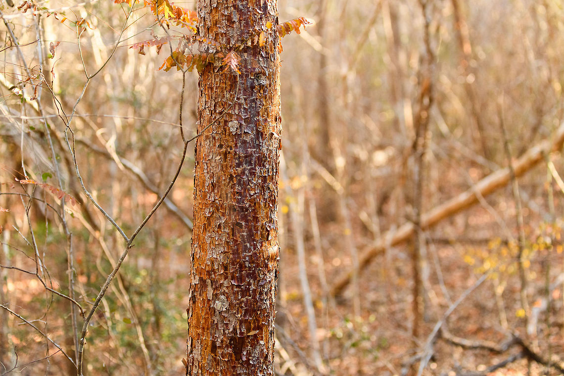 Baby Baobab, Kirindy Reserve, Madagascar According to our guide, by estimation this baobab is 80 years old. Hard to judge from the photo, but it&#039;s narrow enough for me to wrap my hands around it. I forgot to ask which species of Baobab this is, so the ID is tentative. There&#039;s 3 species of Baobab found in Kirindy and this one seems most likely based on the bark not being smooth.<br />
<br />
My understanding is that Baobabs cannot be dated based on rings or diameter alone, so any estimation not done based on carbon dating may be inaccurate. The bigger point stands though: they grow extremely slowly and can take centuries to mature. Adansonia rubrostipa,Africa,Kirindy Reserve,Madagascar,Madagascar 2019,World