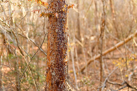 Baby Baobab, Kirindy Reserve, Madagascar According to our guide, by estimation this baobab is 80 years old. Hard to judge from the photo, but it's narrow enough for me to wrap my hands around it. I forgot to ask which species of Baobab this is, so the ID is tentative. There's 3 species of Baobab found in Kirindy and this one seems most likely based on the bark not being smooth.

My understanding is that Baobabs cannot be dated based on rings or diameter alone, so any estimation not done based on carbon dating may be inaccurate. The bigger point stands though: they grow extremely slowly and can take centuries to mature. Adansonia rubrostipa,Africa,Kirindy Reserve,Madagascar,Madagascar 2019,World