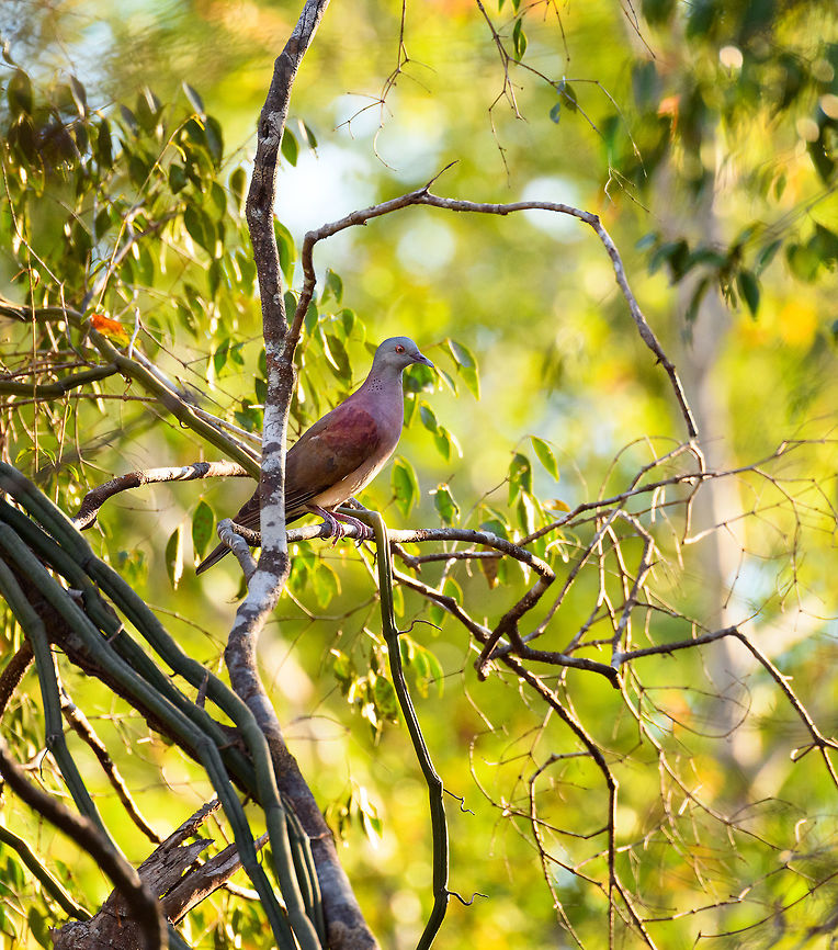 Malagasy turtle dove, Kirindy Reserve, Madagascar Endemic and common throughout Madagascar. Africa,Geotagged,Kirindy Reserve,Madagascar,Madagascar 2019,Malagasy turtle dove,Nesoenas picturatus,Winter,World