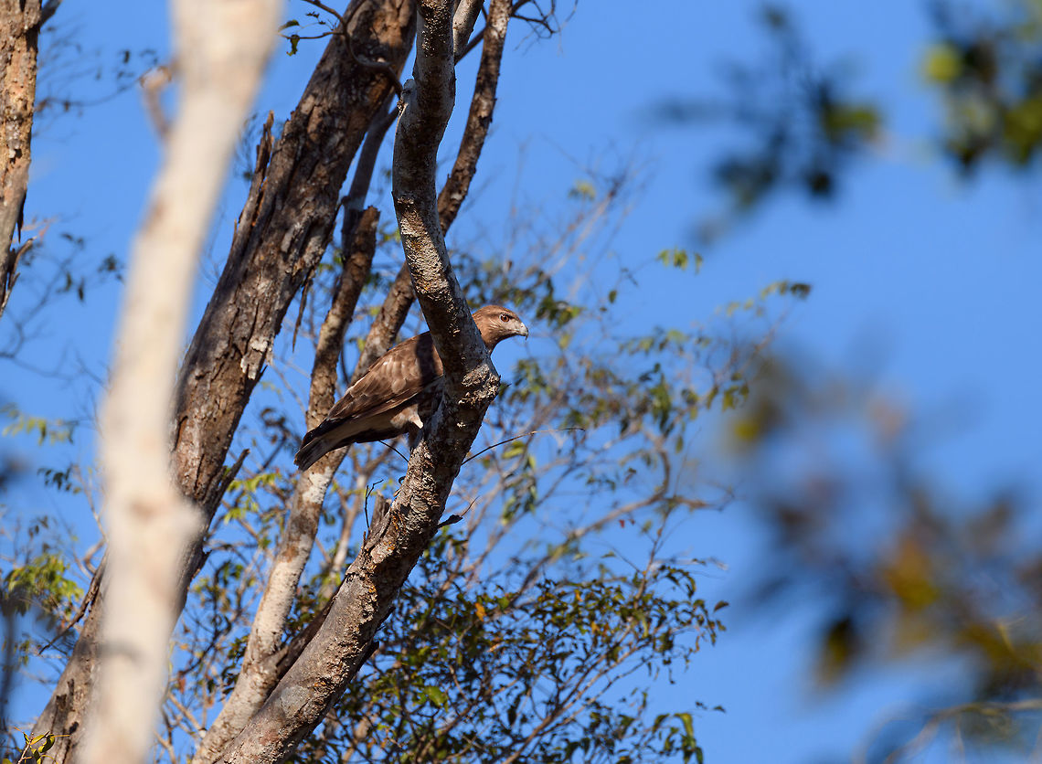 Madagascar Buzzard, Kirindy Reserve, Madagascar An opportunistic hunter that preys on small mammals, birds, lizards, frogs, crabs, large arthropods. It even is reported to hunt mid-sized lemurs, such as the  Verreauxs sifaka. <br />
<br />
For a Madagascar Buzzard, natural selection starts at birth and is cruel. It is either you or your sibling that lives. Take a pick between killing and eating your sibling or getting eaten by it.  Africa,Buteo brachypterus,Geotagged,Kirindy Reserve,Madagascar,Madagascar 2019,Madagascar Buzzard,Winter,World