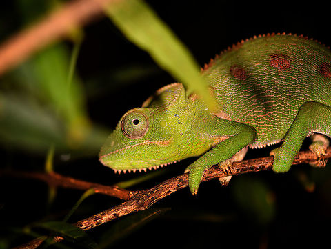 Malagasy Giant Chameleon at night, Kirindy Reserve, Madagascar  Africa,Furcifer oustaleti,Geotagged,Kirindy Reserve,Madagascar,Madagascar 2019,Malagasy Giant Chameleon,Winter,World