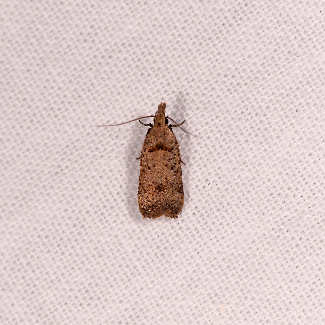 Small brown moth, Kirindy Reserve, Colombia Here we go, our first LepiLED session in Madagascar!<br />
<br />
Some background: last year (2018) we got truly hooked to photographing moths in remote locations in Colombia. We had spectacular results in quantity, diversity and beauty:<br />
<ul class="collections-simple"><li><a href="https://www.jungledragon.com/list/525" title="view as slideshow" class="button slideshow"><em class="fa fa-bookmark"></em>Moths of Colombia - 2018</a></li></ul><br />
This year we wanted to continue mothing on this year's trip destination: Madagascar. Yet due to electriciy being flaky there, we crafted a mobile solution to attract moths that we can set up anywhere. It consists of lightweight poles each consisting of 4 sections, so that they fit in lugguage. Two such poles hold up a bedsheet, the poles are kept standing by spanning wires, securing them to the ground. A 3rd pole stands behind the middle of the sheet and contains a hook from where we hang down the light. The light is a product called LepiLED, it emits UV light or mixed light (UV, green and white) depending on which mode you use. It is powered by a power bank. <br />
<br />
At our 2nd night in Kirindy we did our first run in the wild. Unfortunately, it soon became clear that July really is not a great month for insects in general in Madagascar, it being winter. The first run was disappointing with only a small amount of moths, almost all tiny, and none in particular very unusual or attractive.<br />
<br />
A poor start but a reality we had to deal with. So we just had to take it one moth at a time and appreciate each and every one. Luckily, sessions a little later in our journey did give somewhat better results so this start really is the low point :) Africa,Geotagged,Kirindy Reserve,LepiLED,Madagascar,Madagascar 2019,Winter,World