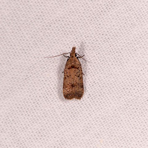 Small brown moth, Kirindy Reserve, Colombia Here we go, our first LepiLED session in Madagascar!

Some background: last year (2018) we got truly hooked to photographing moths in remote locations in Colombia. We had spectacular results in quantity, diversity and beauty:
https://www.jungledragon.com/list/525/moths_of_colombia_-_2018.html
This year we wanted to continue mothing on this year's trip destination: Madagascar. Yet due to electriciy being flaky there, we crafted a mobile solution to attract moths that we can set up anywhere. It consists of lightweight poles each consisting of 4 sections, so that they fit in lugguage. Two such poles hold up a bedsheet, the poles are kept standing by spanning wires, securing them to the ground. A 3rd pole stands behind the middle of the sheet and contains a hook from where we hang down the light. The light is a product called LepiLED, it emits UV light or mixed light (UV, green and white) depending on which mode you use. It is powered by a power bank. 

At our 2nd night in Kirindy we did our first run in the wild. Unfortunately, it soon became clear that July really is not a great month for insects in general in Madagascar, it being winter. The first run was disappointing with only a small amount of moths, almost all tiny, and none in particular very unusual or attractive.

A poor start but a reality we had to deal with. So we just had to take it one moth at a time and appreciate each and every one. Luckily, sessions a little later in our journey did give somewhat better results so this start really is the low point :) Africa,Geotagged,Kirindy Reserve,LepiLED,Madagascar,Madagascar 2019,Winter,World