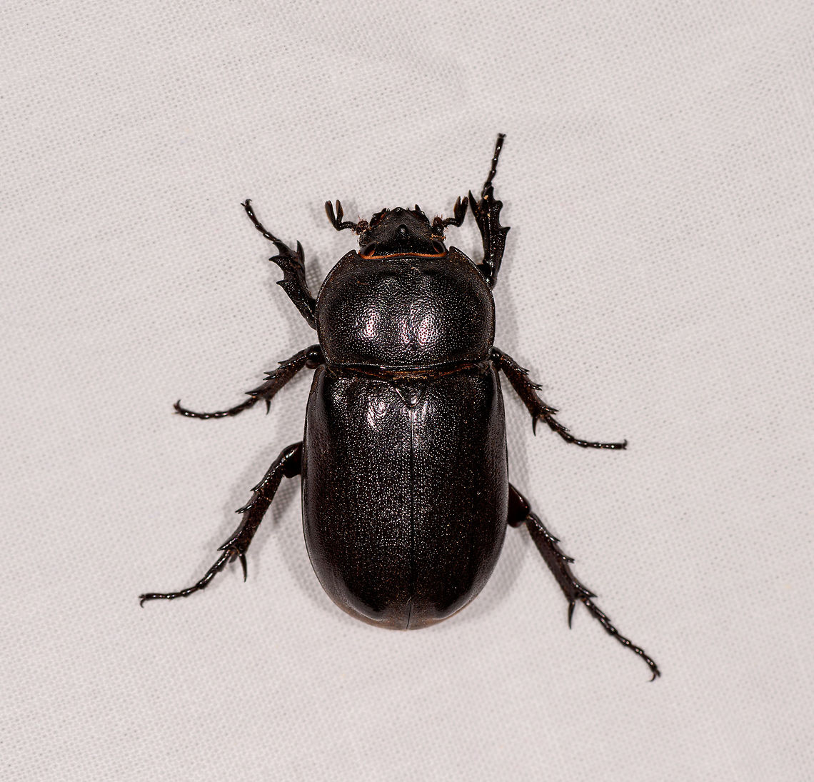Scarab Beetle, Kirindy Reserve, Madagascar Some by-catch on the mothing cloth we set up in Kirindy. It's pretty big, I'd say maybe 7cm. Other than being overall black, it seems to have an edge of orange hair near the head. Africa,Kirindy Reserve,LepiLED,Madagascar,Madagascar 2019,World