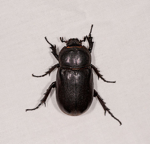 Scarab Beetle, Kirindy Reserve, Madagascar Some by-catch on the mothing cloth we set up in Kirindy. It's pretty big, I'd say maybe 7cm. Other than being overall black, it seems to have an edge of orange hair near the head. Africa,Kirindy Reserve,LepiLED,Madagascar,Madagascar 2019,World