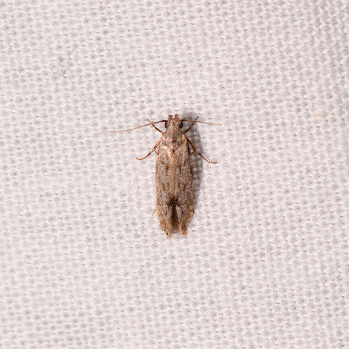 Gelechioidea, Kirindy Reserve, Madagascar Very small, about 5-7mm. Africa,Geotagged,Kirindy Reserve,LepiLED,Madagascar,Madagascar 2019,Winter,World