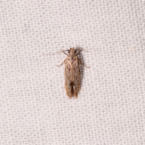 Gelechioidea, Kirindy Reserve, Madagascar Very small, about 5-7mm. Africa,Geotagged,Kirindy Reserve,LepiLED,Madagascar,Madagascar 2019,Winter,World