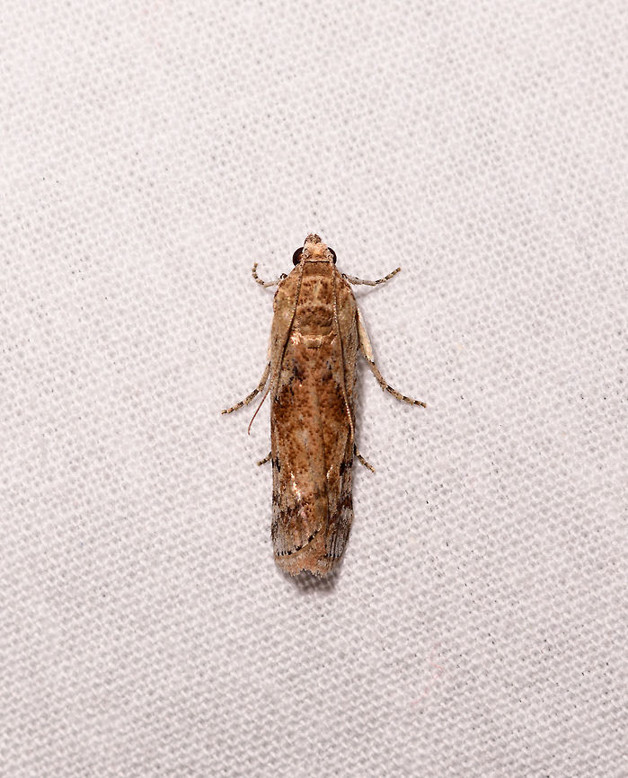 Phycitinae sp., Kirindy Reserve, Madagascar ID by Maik Bippus. Africa,Geotagged,Kirindy Reserve,LepiLED,Madagascar,Madagascar 2019,Winter,World