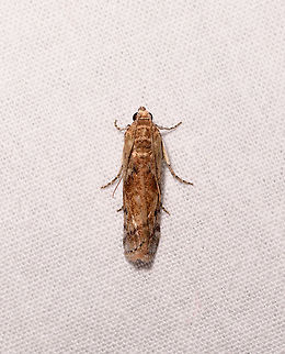 Phycitinae sp., Kirindy Reserve, Madagascar ID by Maik Bippus. Africa,Geotagged,Kirindy Reserve,LepiLED,Madagascar,Madagascar 2019,Winter,World