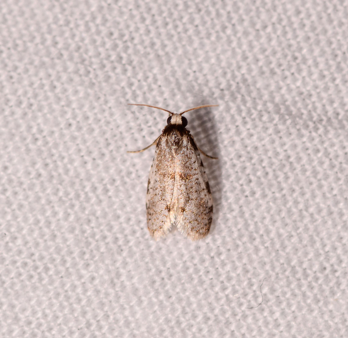 Tiny white-headed moth, Kirindy Reserve, Madagascar  Africa,Geotagged,Kirindy Reserve,LepiLED,Madagascar,Madagascar 2019,Winter,World