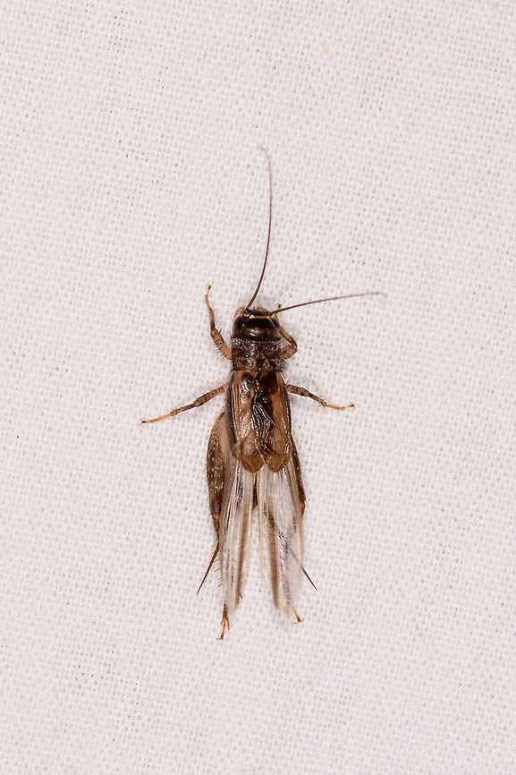 Orthoptera, Kirindy Reserve, Madagascar By-catch on the moth cloth during a session in Kirindy Reserve. Africa,Geotagged,Kirindy Reserve,LepiLED,Madagascar,Madagascar 2019,Winter,World