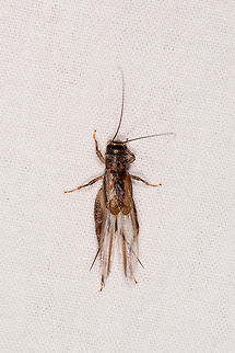 Orthoptera, Kirindy Reserve, Madagascar By-catch on the moth cloth during a session in Kirindy Reserve. Africa,Geotagged,Kirindy Reserve,LepiLED,Madagascar,Madagascar 2019,Winter,World