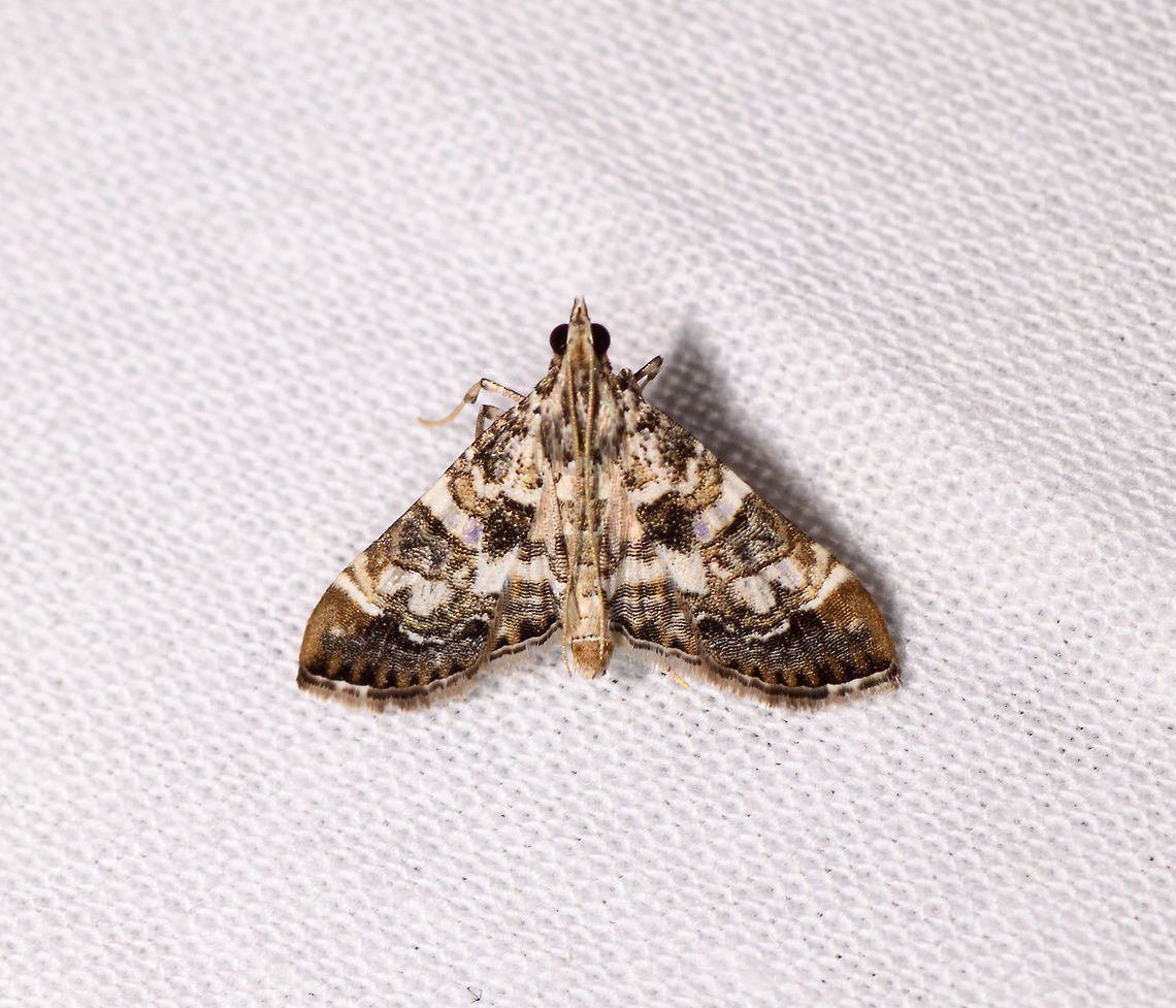 Crambidae, Kirindy Reserve, Madagascar  Africa,Geotagged,Kirindy Reserve,LepiLED,Madagascar,Madagascar 2019,Winter,World