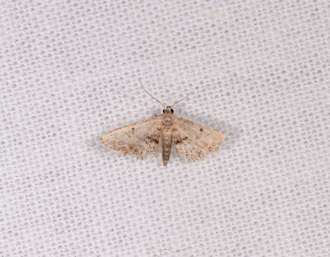 Araeopteron sp., Kirindy Reserve, Madagascar ID by Maik Bippus. Africa,Geotagged,Kirindy Reserve,LepiLED,Madagascar,Madagascar 2019,Winter,World