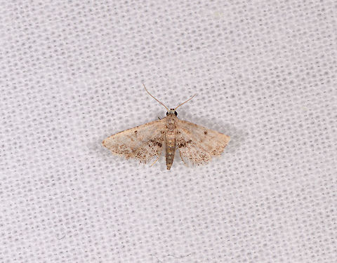 Araeopteron sp., Kirindy Reserve, Madagascar ID by Maik Bippus. Africa,Geotagged,Kirindy Reserve,LepiLED,Madagascar,Madagascar 2019,Winter,World