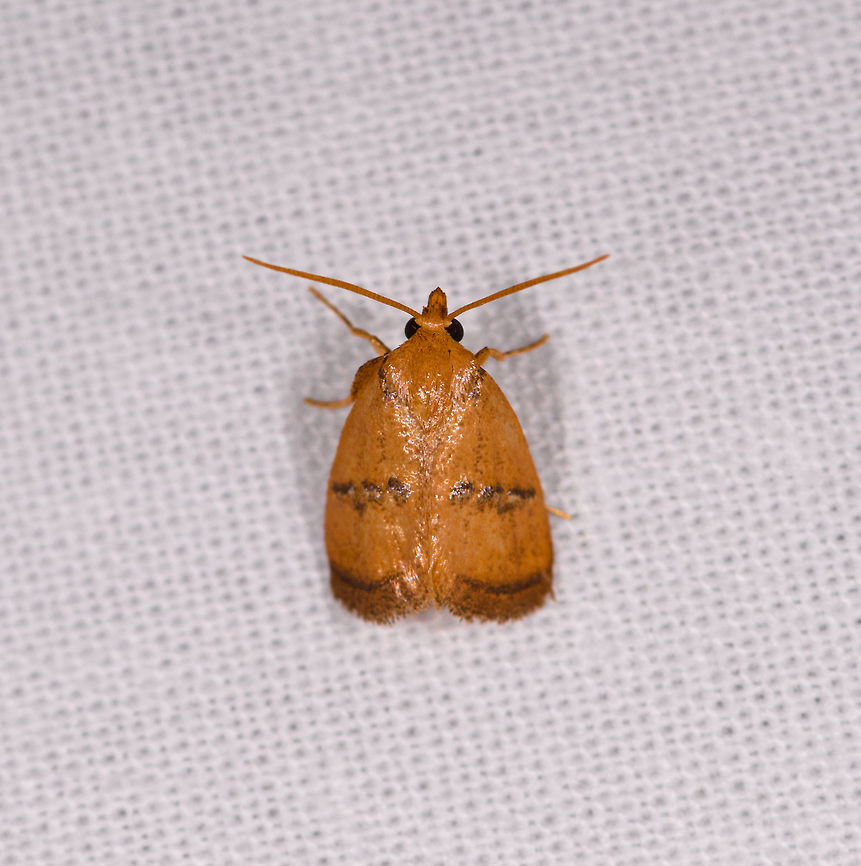 Small orange moth, Kirindy Reserve, Colombia  Africa,Geotagged,Kirindy Reserve,LepiLED,Madagascar,Madagascar 2019,Winter,World