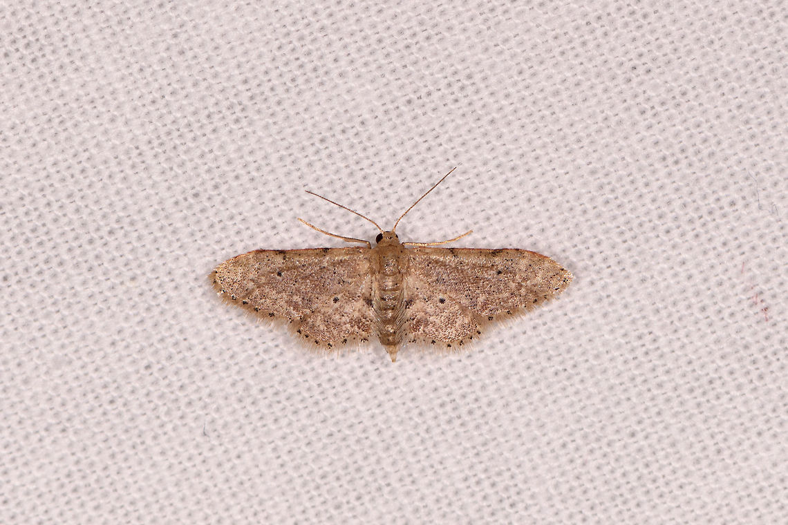 Tiny Geometer (?), Kirindy Reserve, Madagascar  Africa,Kirindy Reserve,LepiLED,Madagascar,Madagascar 2019,World