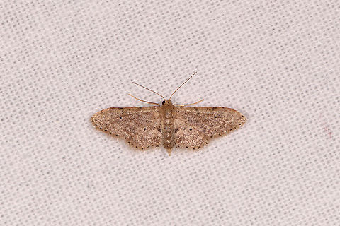 Tiny Geometer (?), Kirindy Reserve, Madagascar  Africa,Kirindy Reserve,LepiLED,Madagascar,Madagascar 2019,World