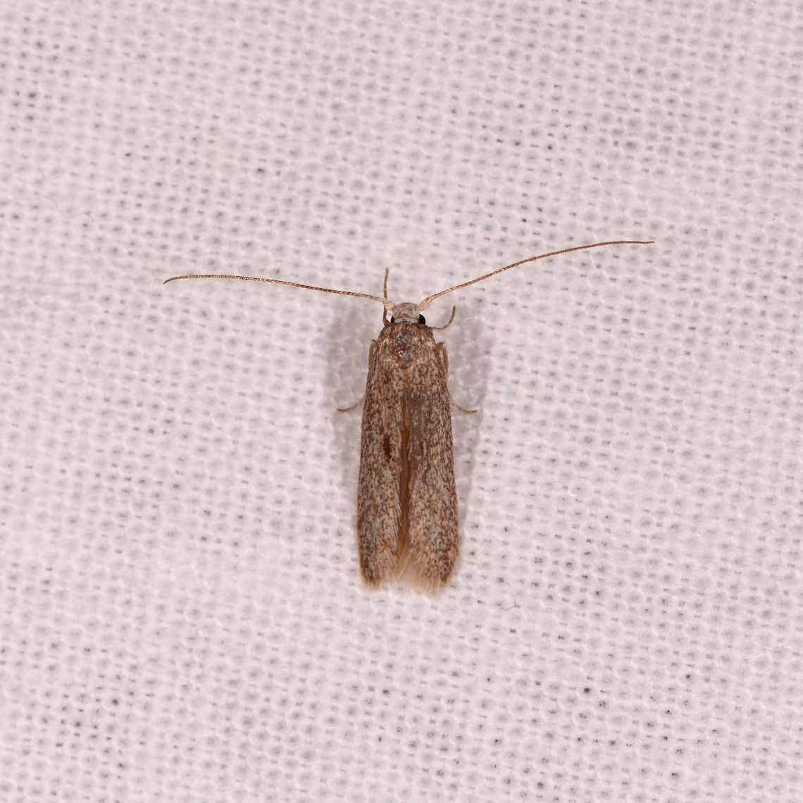 Caddisfly or moth? Kirindy Reserve, Madagascar  Africa,Geotagged,Kirindy Reserve,LepiLED,Madagascar,Madagascar 2019,Winter,World