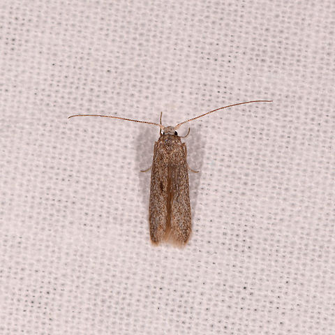 Caddisfly or moth? Kirindy Reserve, Madagascar  Africa,Geotagged,Kirindy Reserve,LepiLED,Madagascar,Madagascar 2019,Winter,World