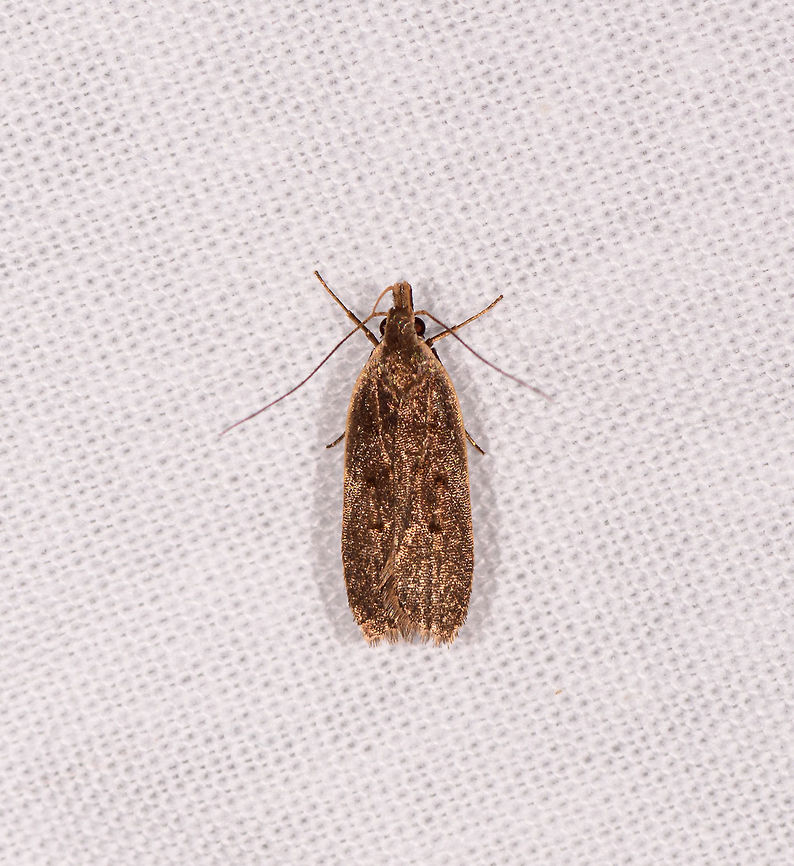 Bronze shiny moth, Kirindy Reserve, Madagascar  Africa,Kirindy Reserve,LepiLED,Madagascar,Madagascar 2019,World