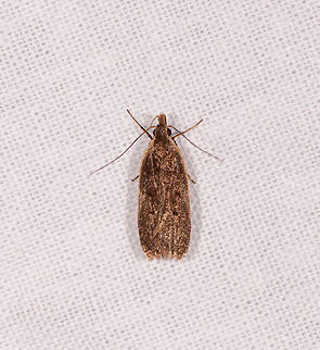 Bronze shiny moth, Kirindy Reserve, Madagascar  Africa,Kirindy Reserve,LepiLED,Madagascar,Madagascar 2019,World