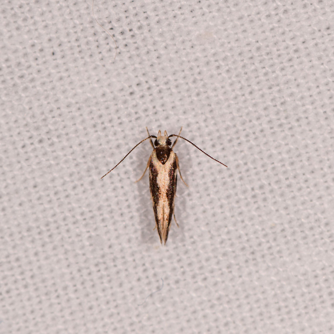 Macrobathra sp., Kirindy Reserve, Madagascar Updated ID by Maik Bippus. Africa,Kirindy Reserve,LepiLED,Madagascar,Madagascar 2019,World