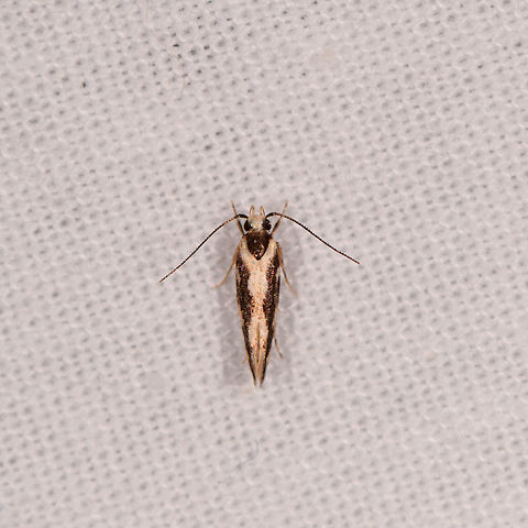 Macrobathra sp., Kirindy Reserve, Madagascar Updated ID by Maik Bippus. Africa,Kirindy Reserve,LepiLED,Madagascar,Madagascar 2019,World