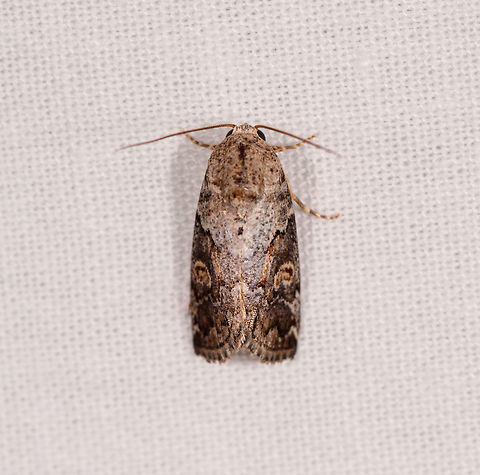 Earth-toned moth, Kirindy Reserve, Madagascar  Africa,Kirindy Reserve,LepiLED,Madagascar,Madagascar 2019,World